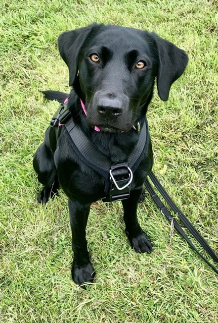 Solo Dog Walking
